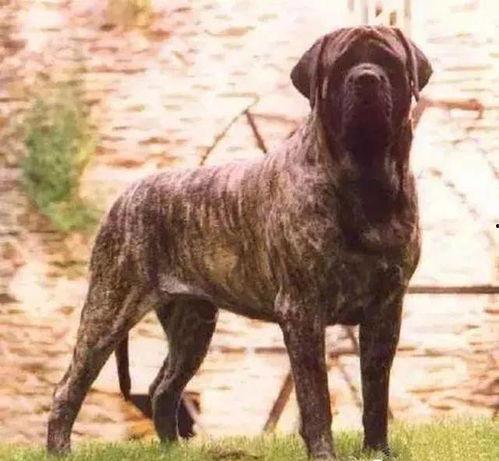 国产兽犬亚洲欧美视频