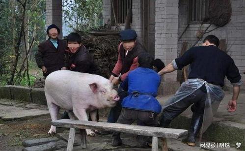 国产母猪屠宰分割视频,传统与现代工艺的完美结合